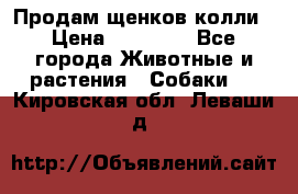 Продам щенков колли › Цена ­ 15 000 - Все города Животные и растения » Собаки   . Кировская обл.,Леваши д.